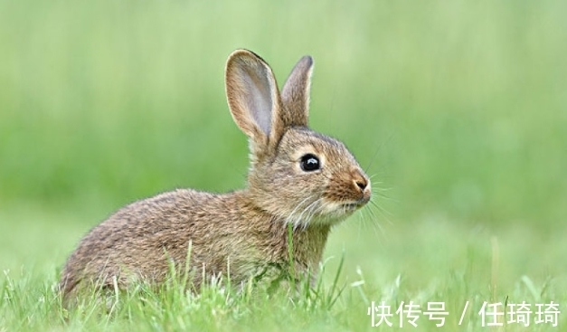 月会|家中若有这3大生肖，8月会贵人多助，赢得先机，事业突破困境