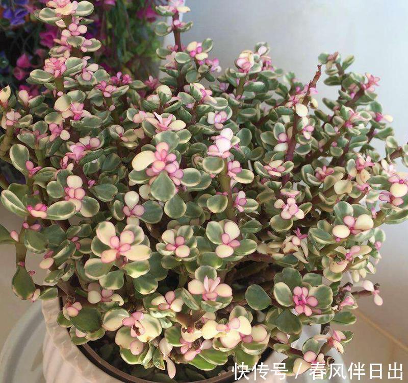 分辨|你买回去的真的是雅乐之舞吗?小心别买到药锦,如何有效分辨它们