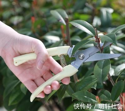 花盆|养花5年，总结出几个超实用养花技巧，5分钟学会，啥花都能活！