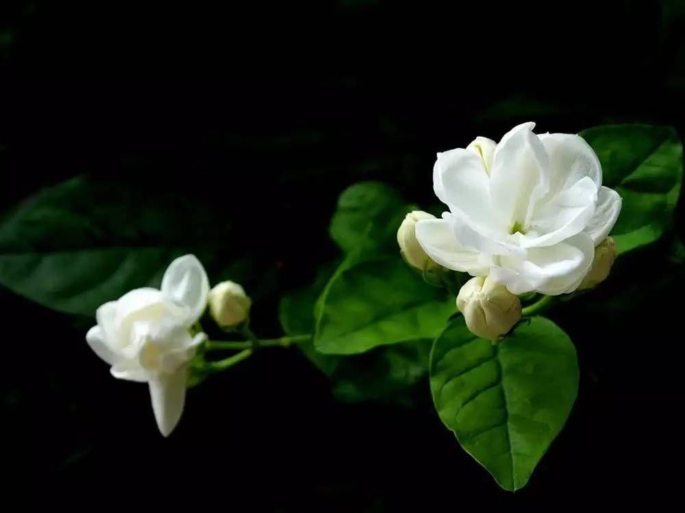 养茉莉花，记住这几点，让其枝繁叶茂，花开一茬接一茬