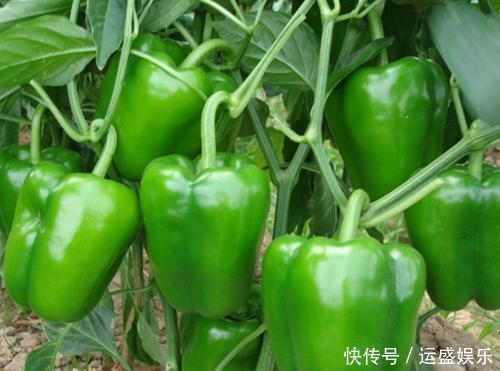 青椒是天然“不老药”,但要知道青椒的2大禁忌,早知早受益