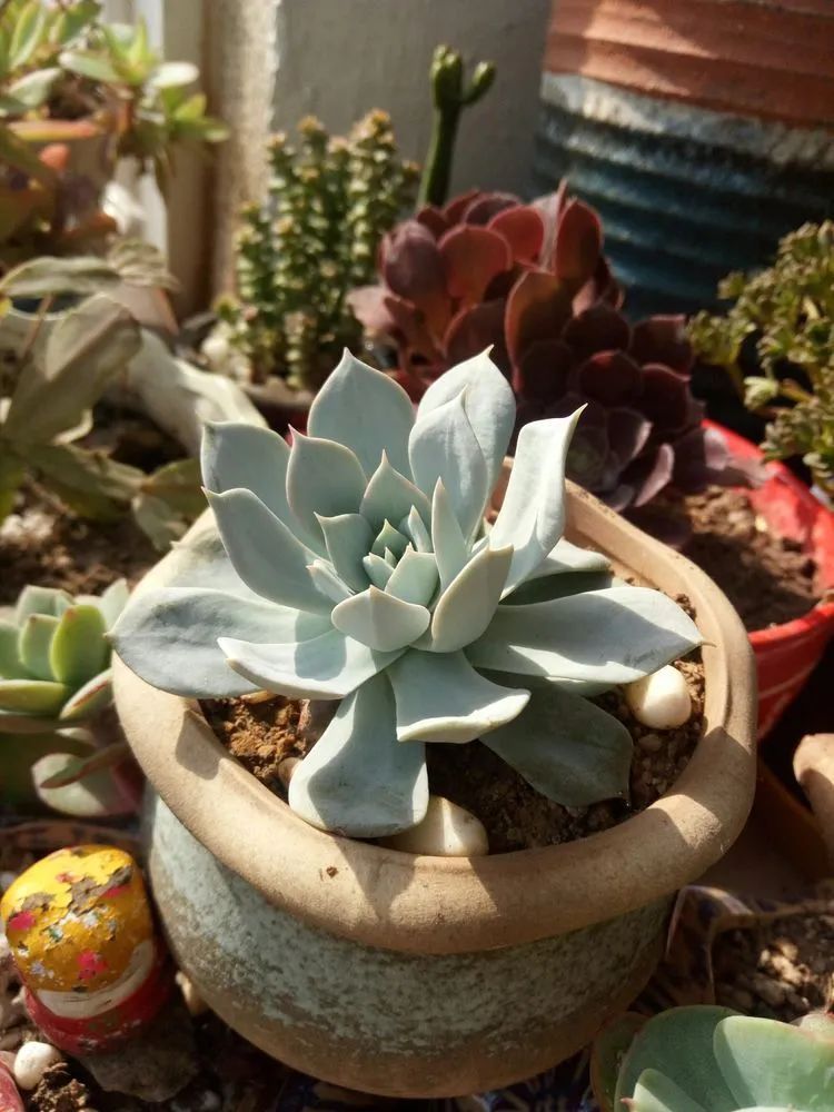 送瘟神,洒庭院,赏多肉,合家团聚话将来!