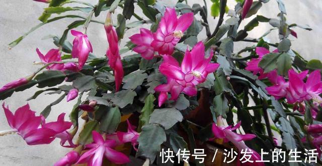 鱼肠|秋冬土里掺点它,君子兰,蟹爪兰,疯狂开花,叶子绿出油
