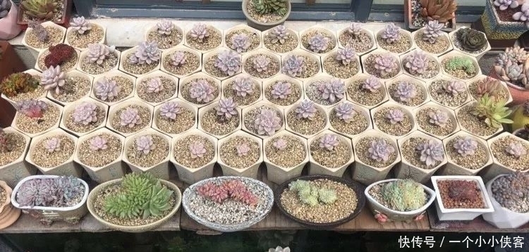 多肉盆栽:强迫症养多肉,必须整整齐齐,一颗也不能乱