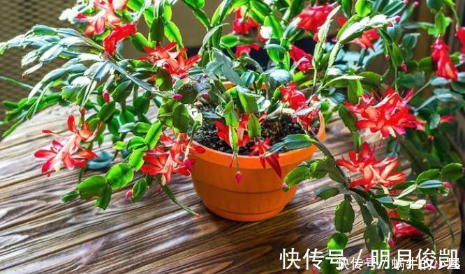 长寿花|此3种花剃头正当时,现在剃的好,秋冬开花早