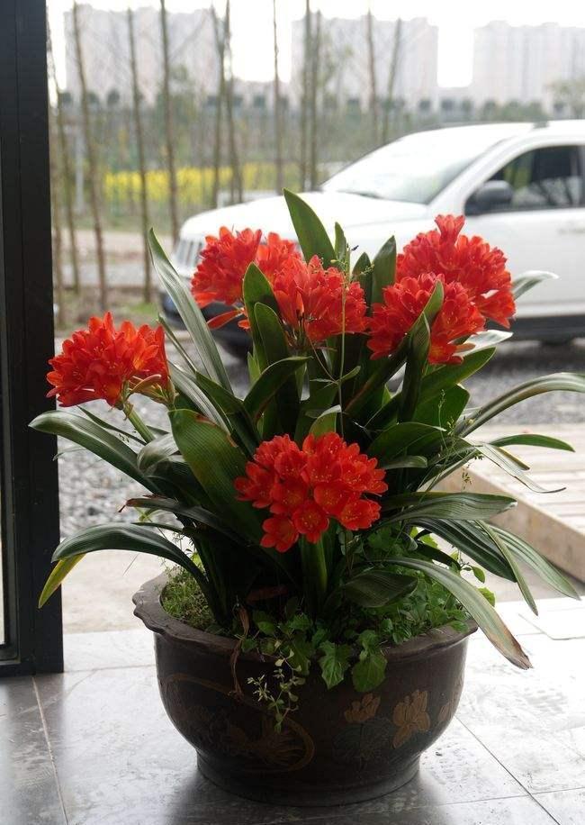 老桩|6种富贵花,全都“寿命长”,轻松养成老桩,越大越“旺家”