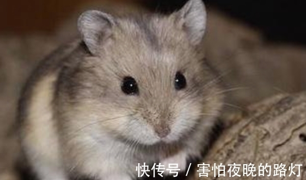 属鼠人|哪几年出生属鼠人,福自天降好运不断,下半年苦尽甘来,大器晚成