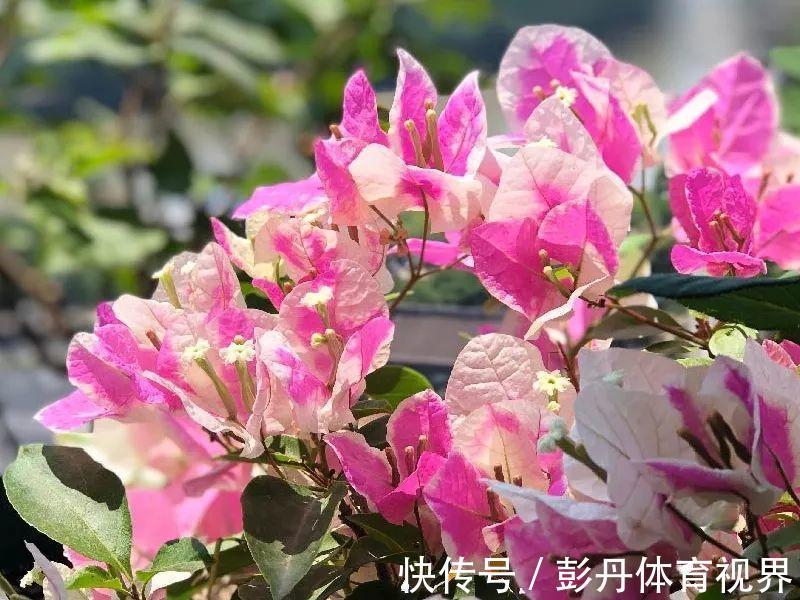 叶子|十月养这花，撸叶子、少浇水，10天冒出大花苞！