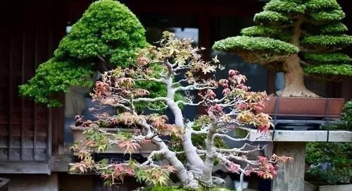 摘叶|摘叶的妙用,不仅能增加桩景的观赏价值,还能提高养护效果