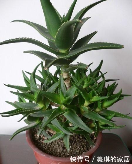 多肉|多肉叶子干瘪,怎么浇水都没用?这4方面出错,改掉才有救