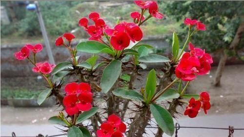 盆栽|此花号称开花机器,一年四季有花赏,漂亮又好养马鞭草花卉盆栽