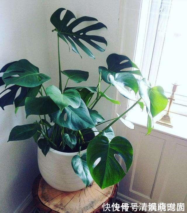 这5种花,漂亮又好养,放卧室客厅都合适,还能净化空气,很实用