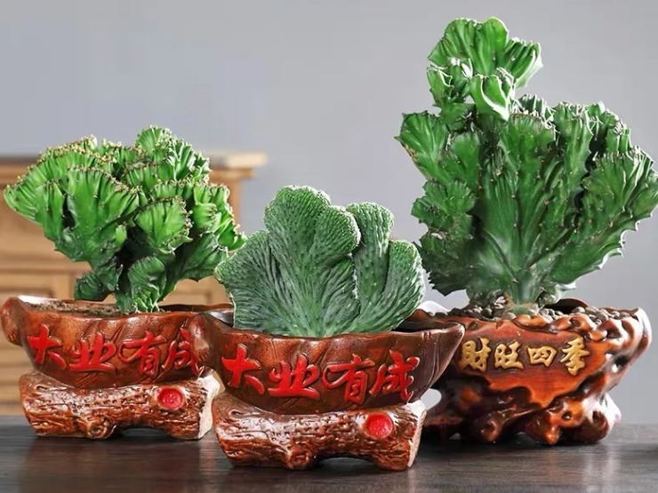 盆景|盆栽植物“玉麒麟”，什么来头室内养护有讲究