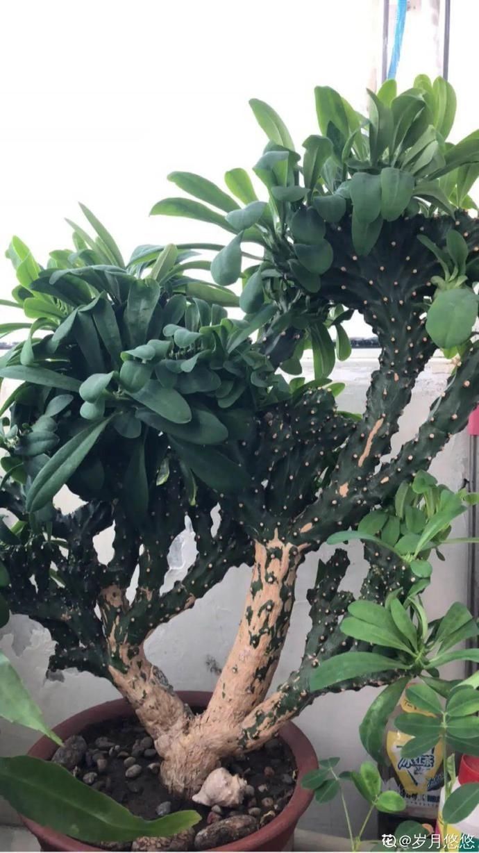 仙人球|5种丑的难入眼的花,养客厅镇宅守家,越养越气派