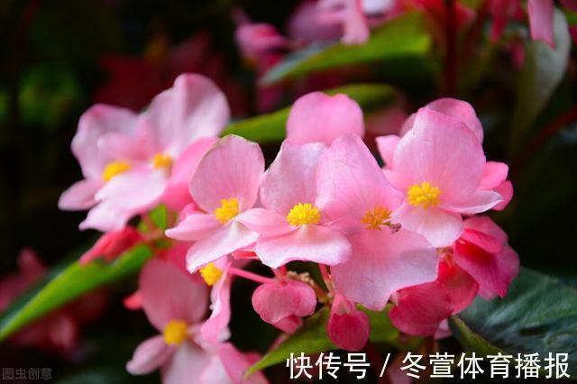 四季海棠|建议大家：逛花市碰到5种花，别犹豫，虽然便宜但巨好养