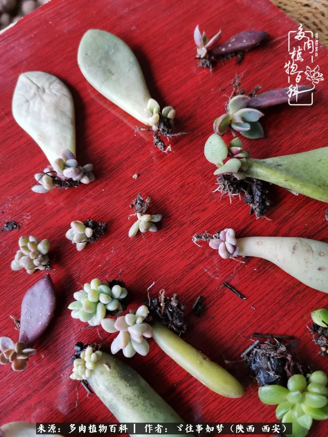 愿你付出甘之如饴,愿你所得归于欢喜!