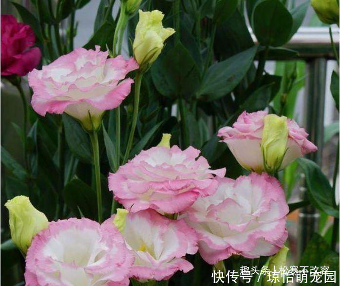 菊花|喜欢养花,就养这款,美观又大气,开花就成了花海