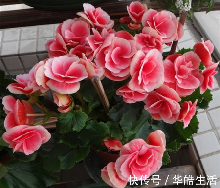 3种花是公认的难养,养花新手更是养一盆死一盆!