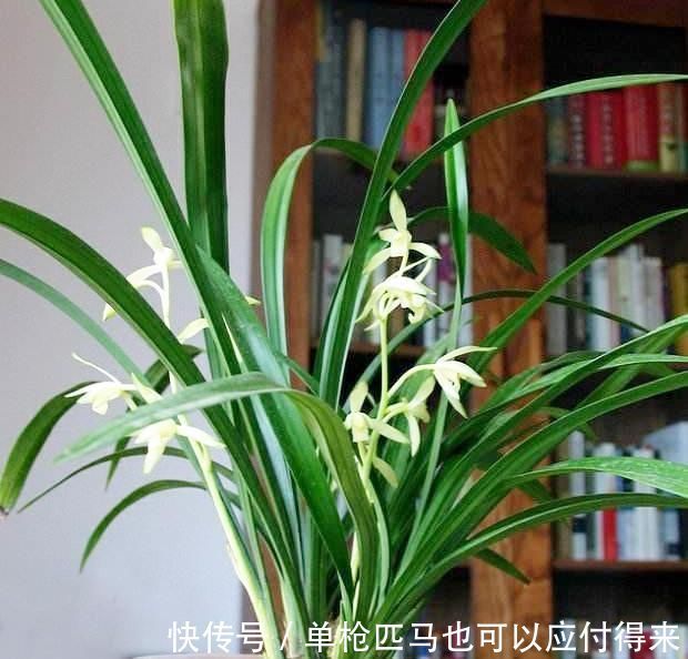 米高|养兰花?记住这个“温度”,新芽冒不停,花箭“半米高”