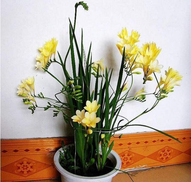 此花是公认“香水花”，周期短开花多，家中养1盆，瞬间档次提高
