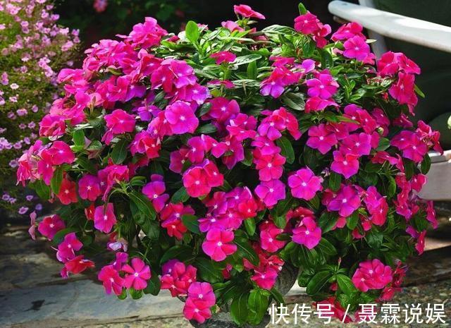 4种花很“好养”，阳台种1盆，一年开花200天，真正的开花机器