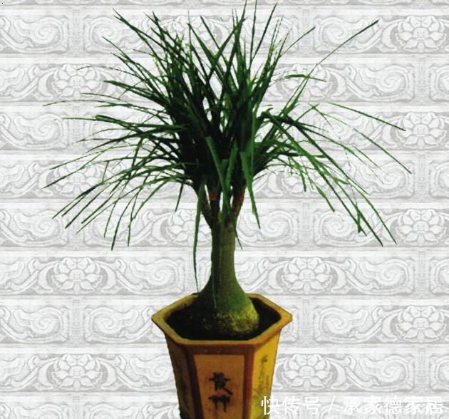 耐旱|3种耐旱的客厅花卉,30天不浇水,反而长爆盆,适合新手