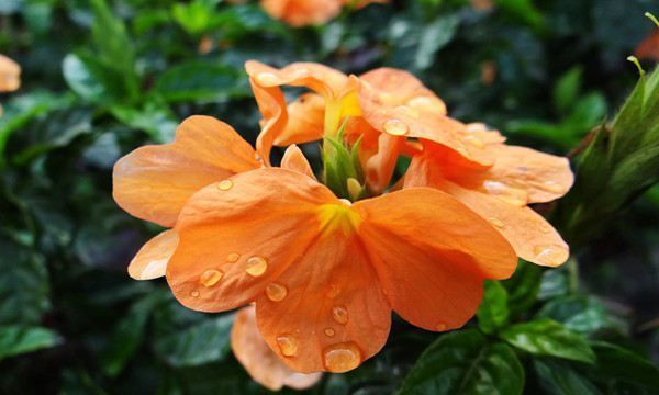 养花试试这几款,不开花也是非常好看的观叶植物