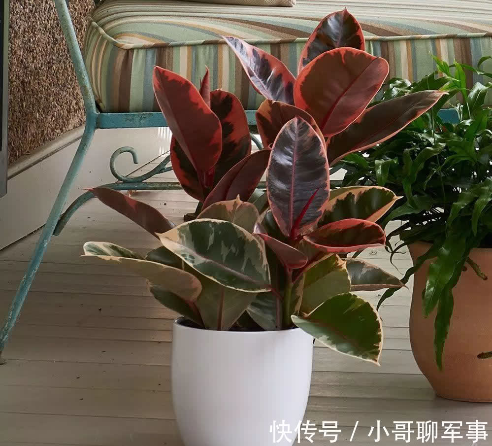 君子兰|九大“健康花”,建议大家养一盆,干净漂亮又吉祥