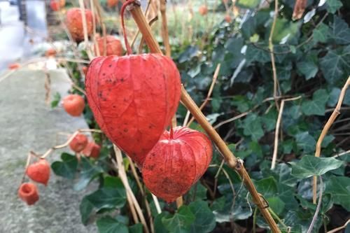 去农村看见这种野果子要记得采摘,可以抗衰老,价值很高!