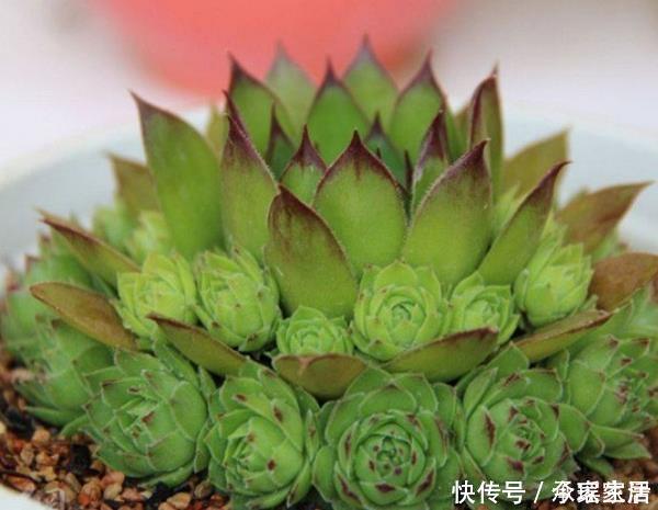 多肉植物|它被称为“最好养活的花”,一种就活,年年爆盆,一颗繁殖50棵