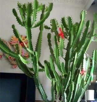 这“3种花”最好扦插,“掰枝条”插土里就能活,花友看了都羡慕