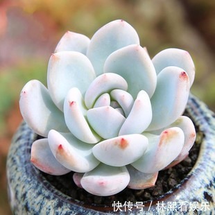 白霜|他把多肉上的白霜擦掉，结果一周就养死了，原来里面有这玄机！