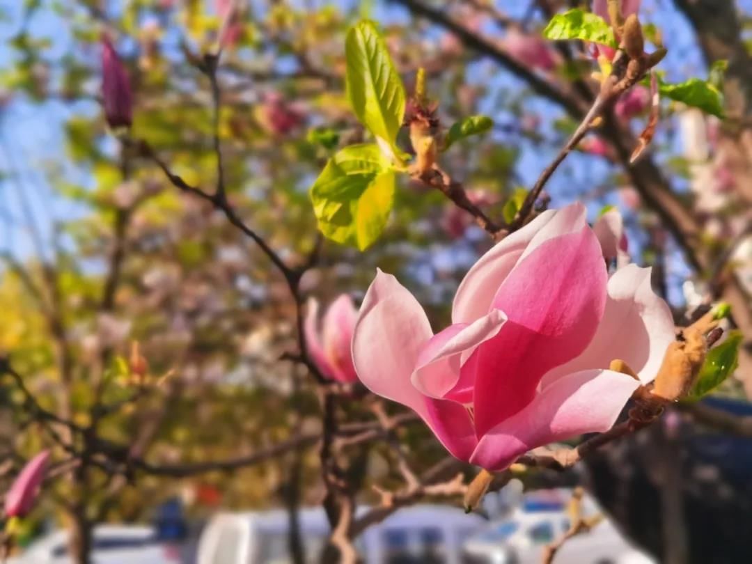 太平新城赏花地图新鲜来袭，一起看这“花花世界”