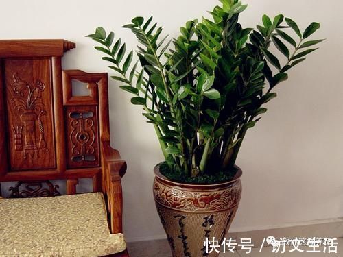 虎尾兰|客厅适合养的5种“耐旱花”，1个月不用浇水，反而爆盆！