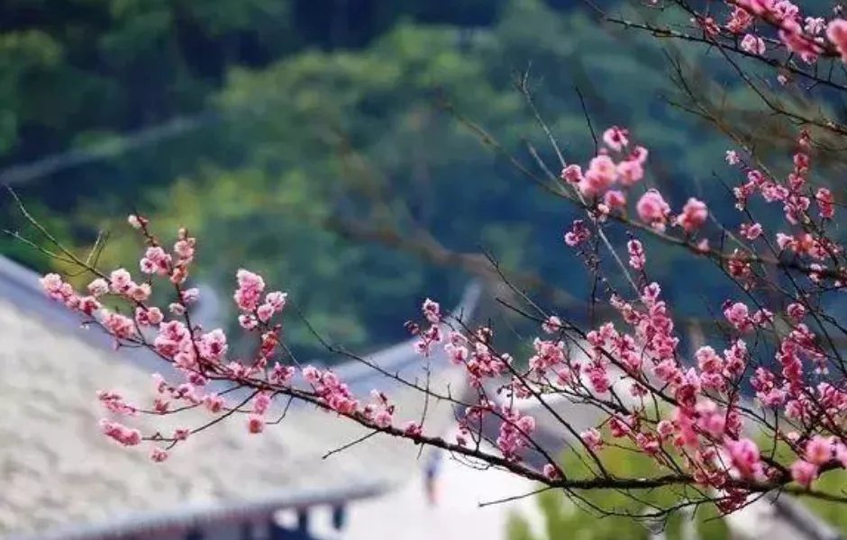 中年|南岳梅花进入盛期,“梅”好时节不容错过