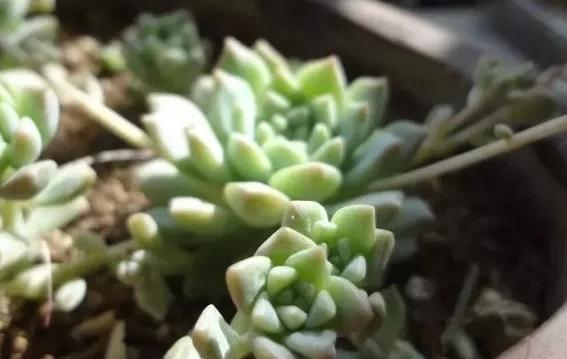 6条实用小经验,让你的肉肉安然度夏