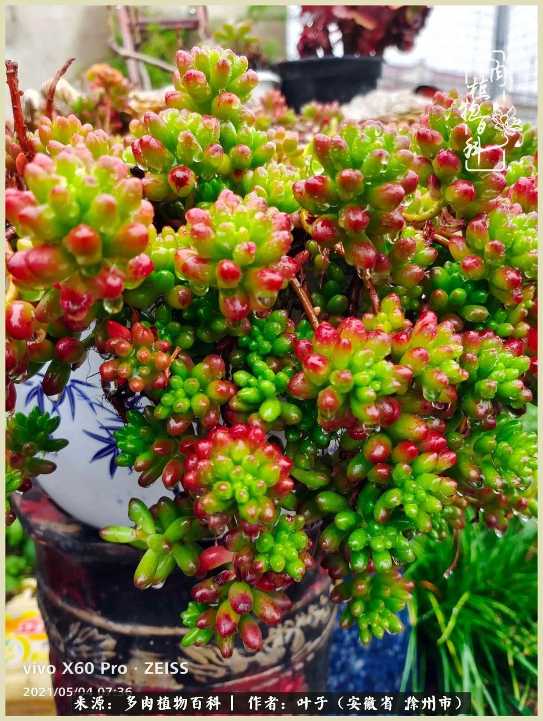 多肉相伴的美好时光,对多肉已是痴迷入骨!