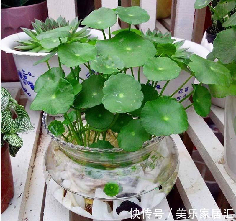 植株|铜钱草盆栽养护技巧和水养方法