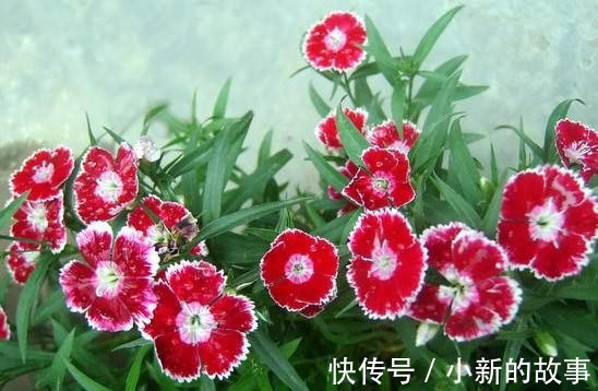 喜欢在家中养护花卉,就选择花色艳丽,花期长,观赏价值高的花卉