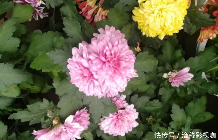 种花|“3种花”冷热全不惧,养在阳台只要有水就能活,想学养花的福音