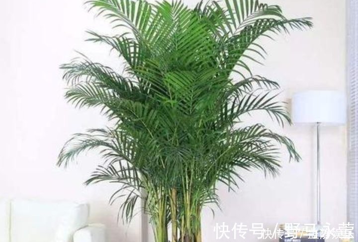 这4种花放在客厅,旺财旺运、身体健康,有钱人早就摆上了