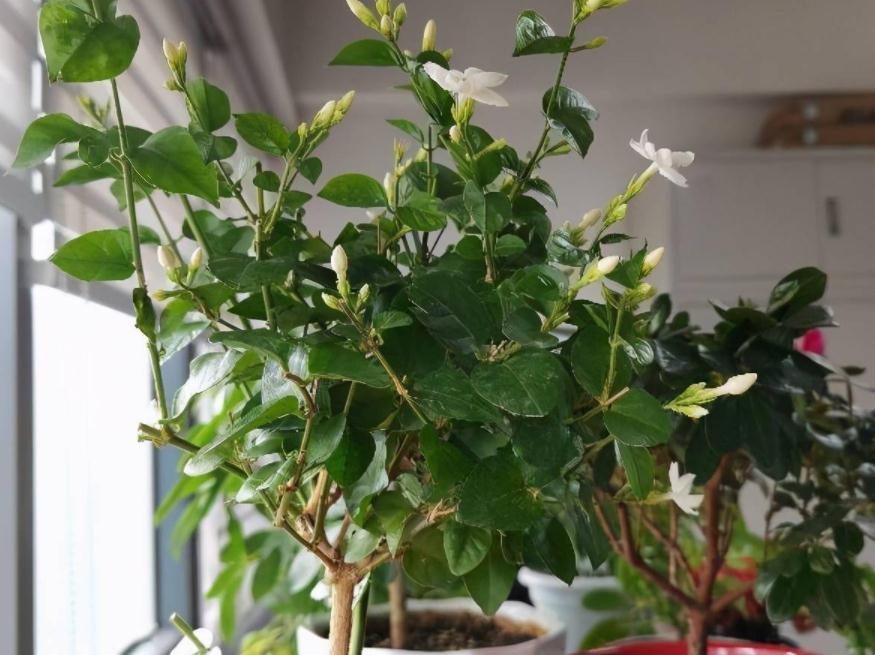 90岁老爷爷为初恋种了满院的茉莉,每次开花,就会引来路人观望