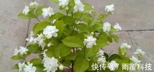 浇水量|在家养啥花合适此4种随便来一盆，植株长势旺、满屋飘香