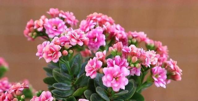 适合在家门口种的、花期长的花有哪些