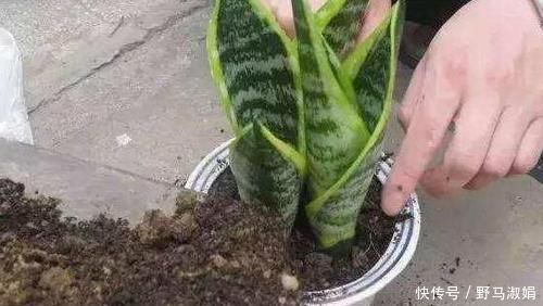 黄叶|想要酸性土养花该怎么弄兑点它们，喜酸植物不再黄叶掉花苞