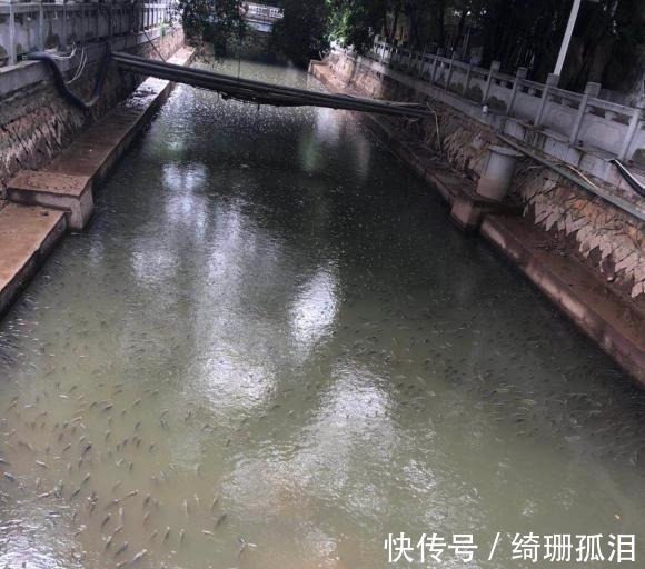 实拍广州城中村河道，野生鱼成灾，有人一天钓几十斤，却踩死丢弃