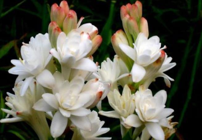 分享一款“香水花”,漂亮好养还值钱,是大牌香水提取原料