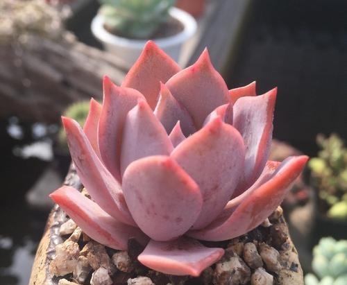 5种红色系多肉,灵气逼人楚楚可爱,人人见了都想养!