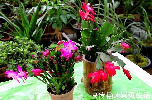 花盆|花市看到这样的“花”,再喜欢也不要买,养不久,白花钱