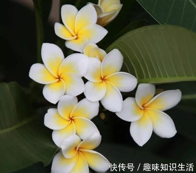 肥沃|人养花、花也养人,医生喜欢养的八种花,家里养一盆,清雅又健康!